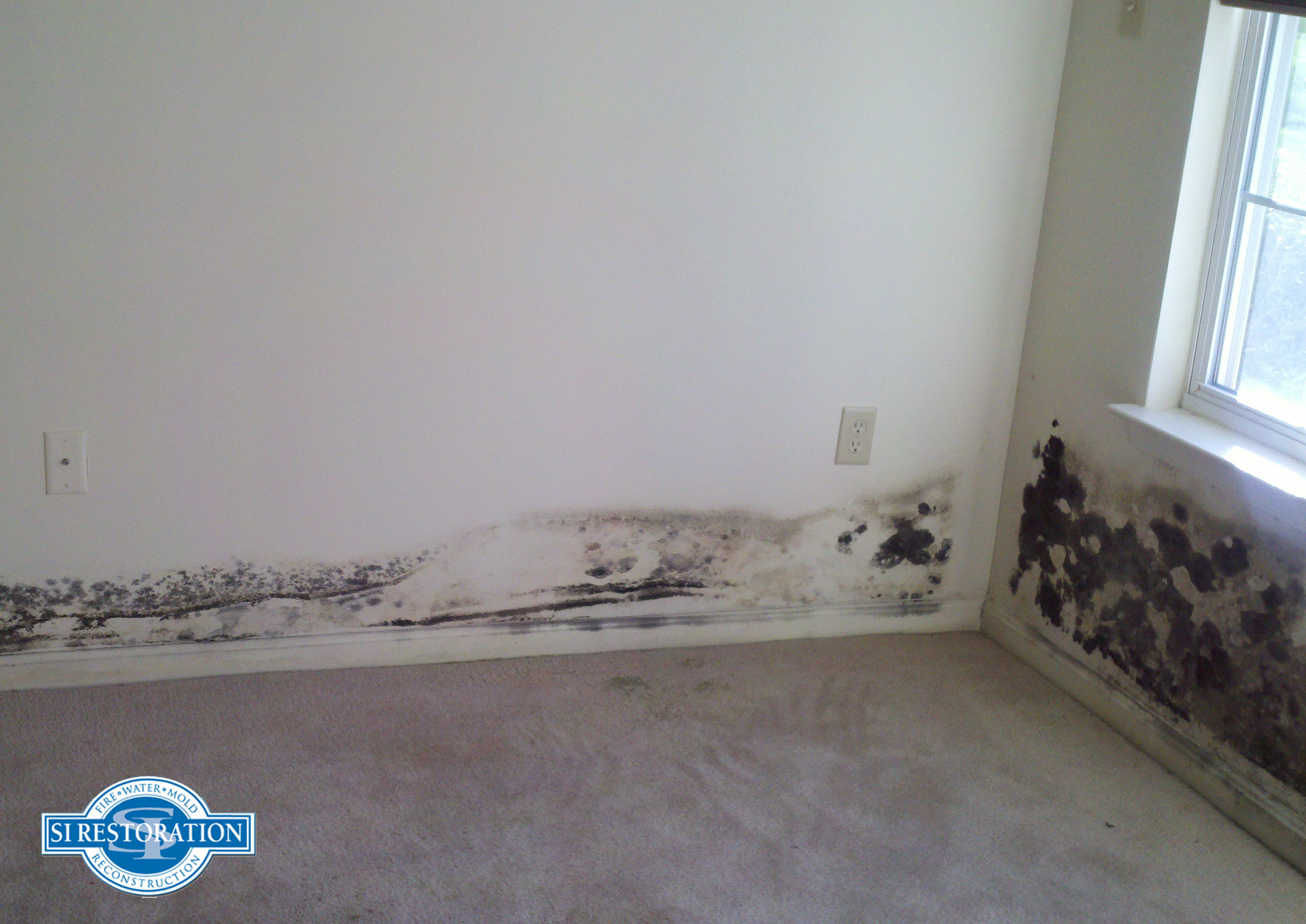 Maryland Black Mold Removal