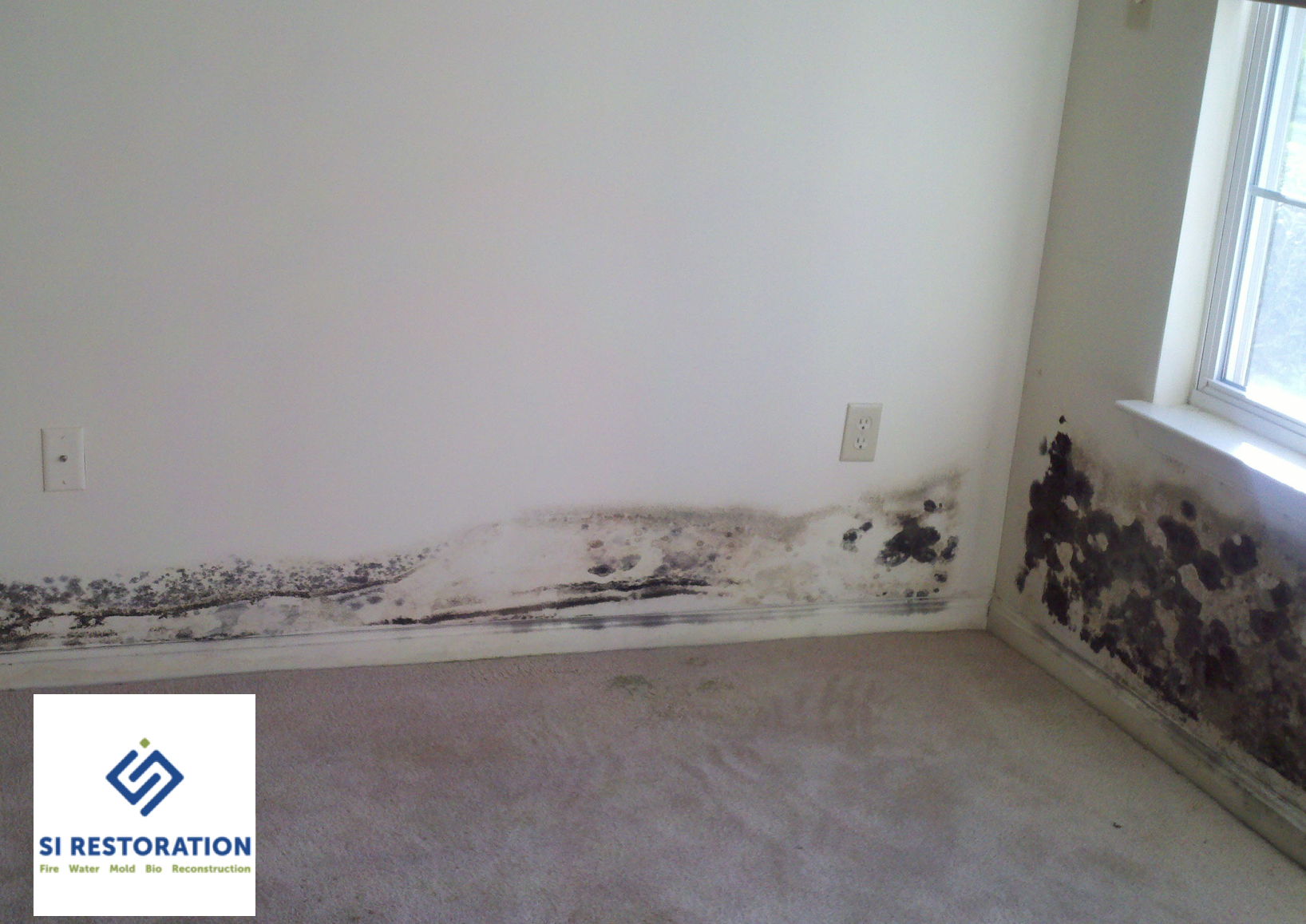 How to Remove Mold from a Home or Business  SI Restoration