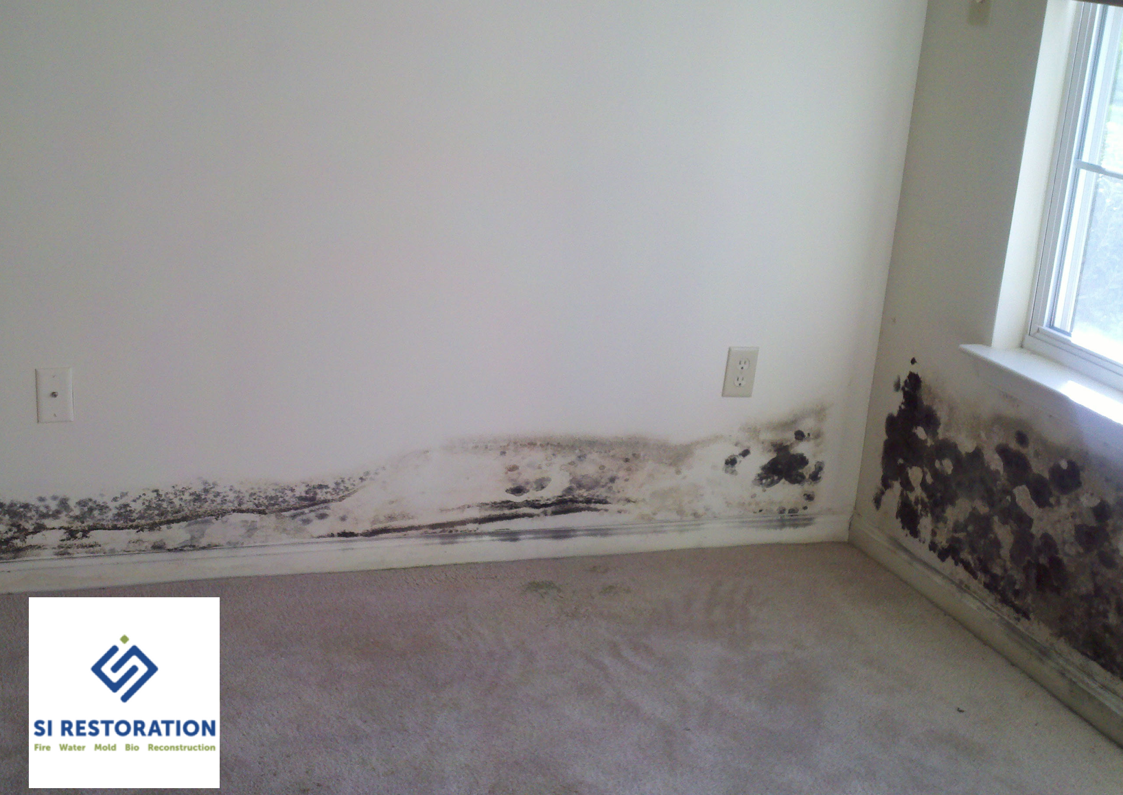 Black Mold Removal