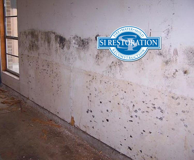 Mold Removal Maryland Counties
