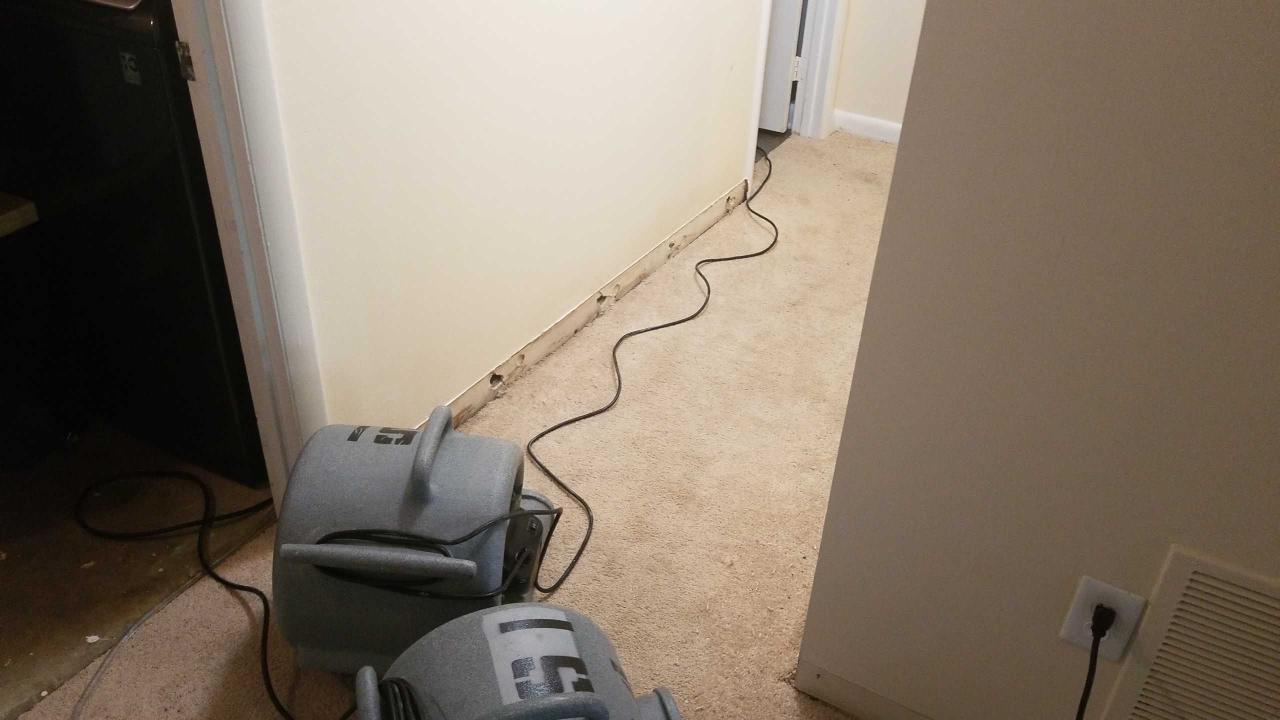 Washington DC Mold removal 