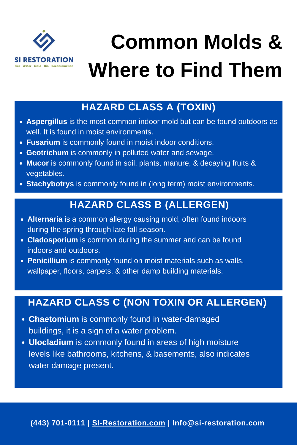 Common mold infographic