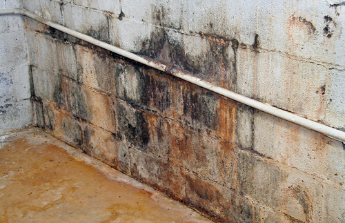 Basement Mold Remediation