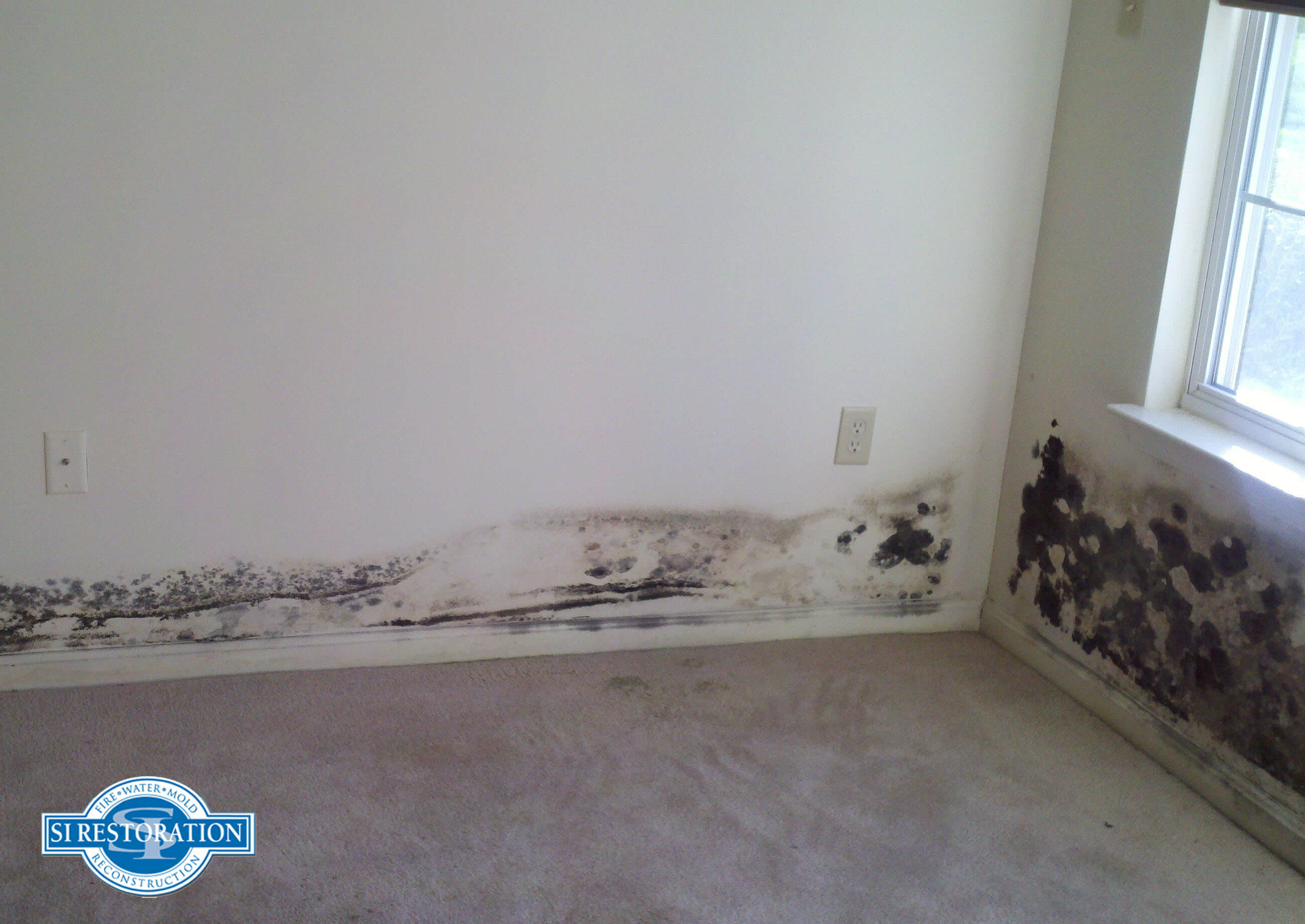 Mold on Drywall