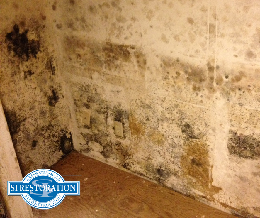 mold on wall